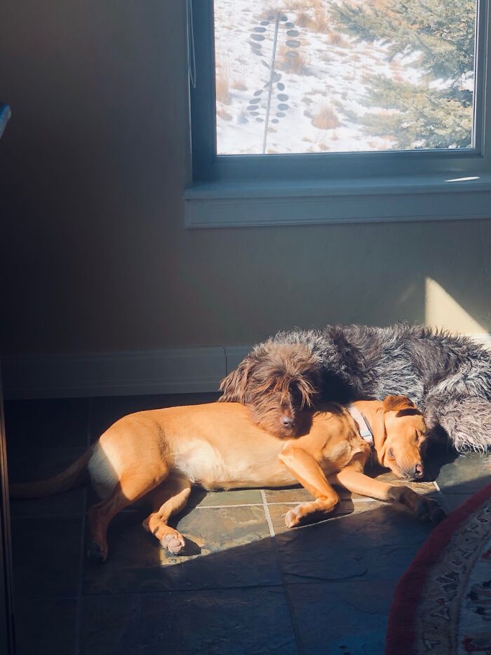 Napping In A Sunbeam