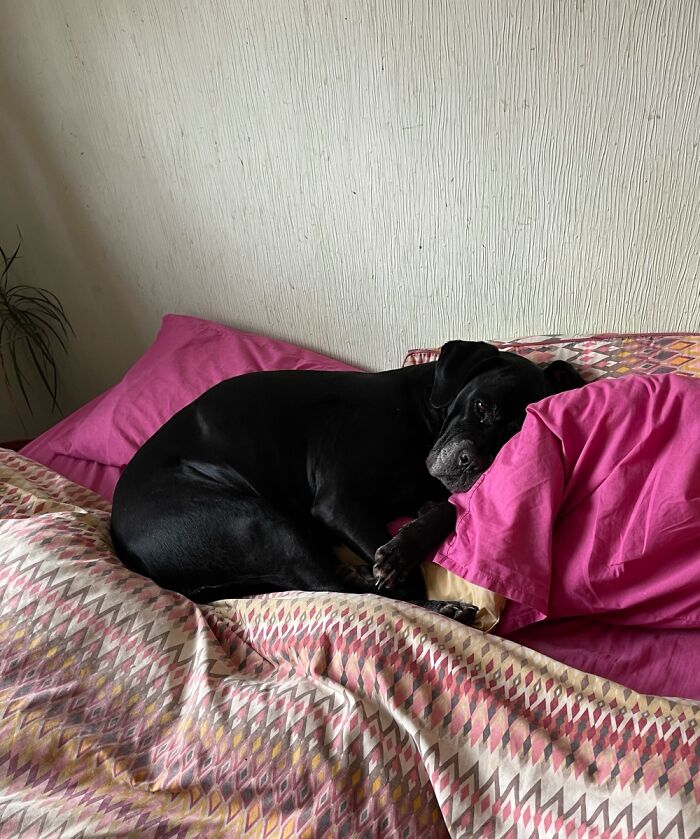 Lola Loves Momma’s Pillows To Nap On