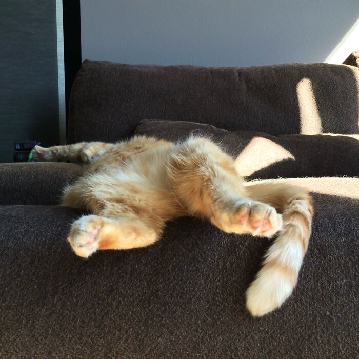 Awesome Taking A Nap.