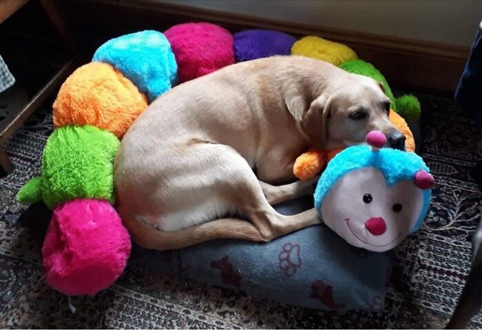 Tan Settling Down To Sleep