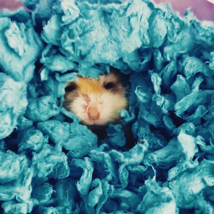Good Morning Snoozy Hamster!