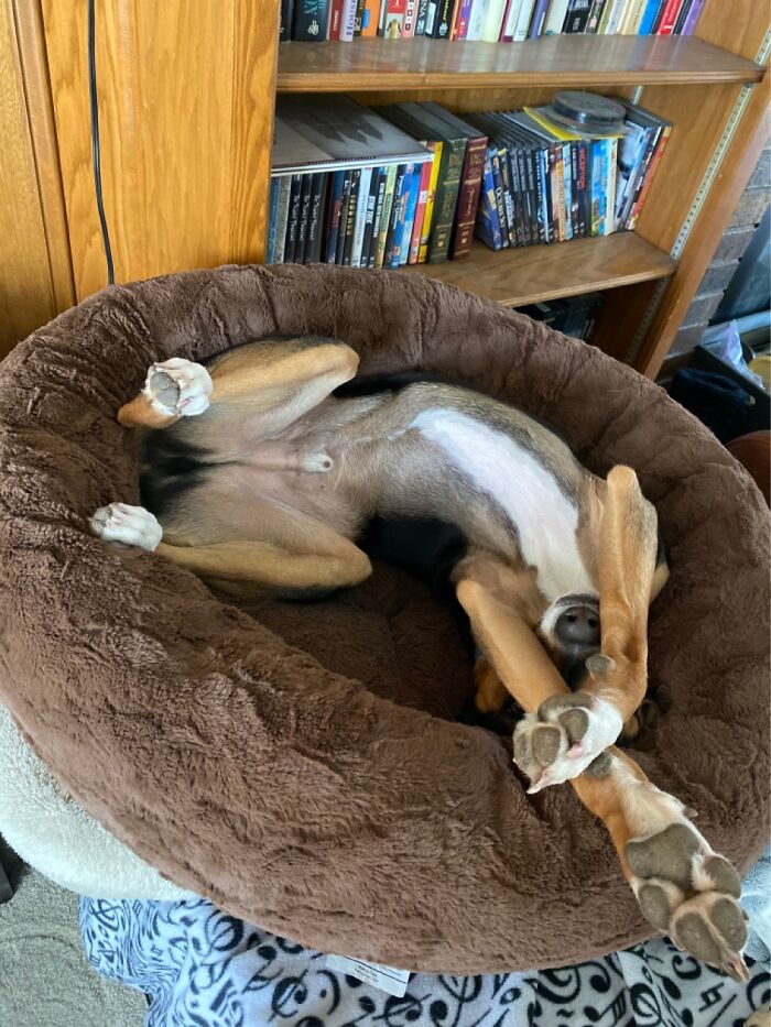 He’s Full Of Drama Even When He’s Sleeping.