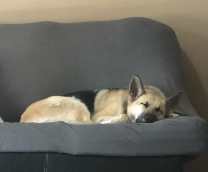 Lazy Day For My Favorite Gsd