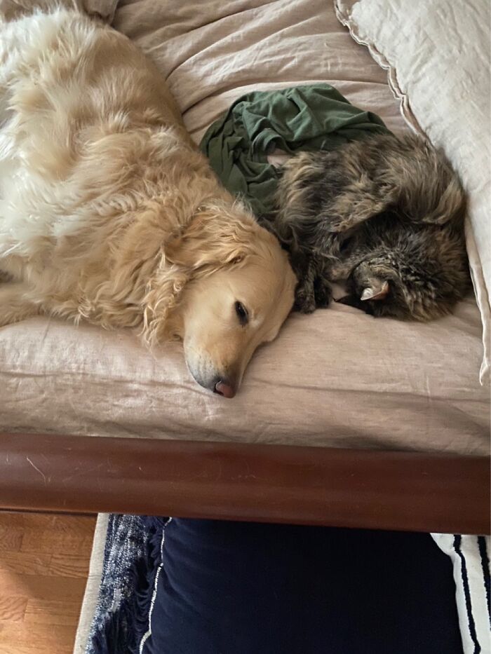 Watson And Priscilla Two Pals Having A Mid Afternoon Snooze.