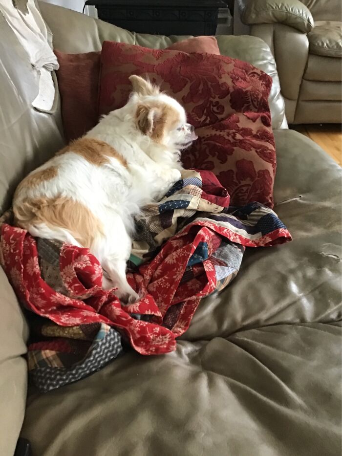 Sophie Doing What She Does Best Zzzzzzz