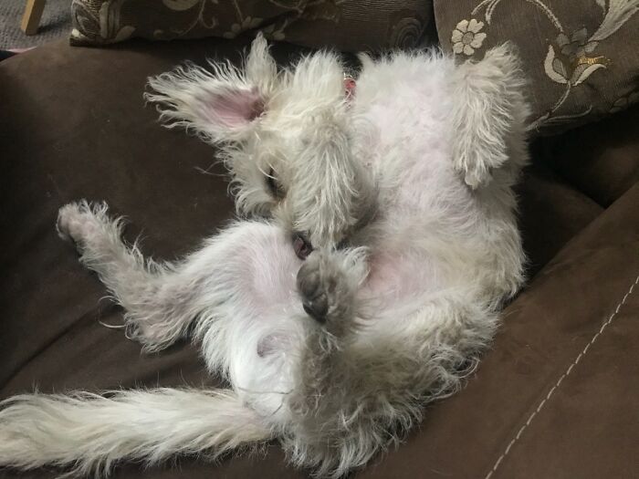 My Dog Forgets How To Do The Sleep Thing