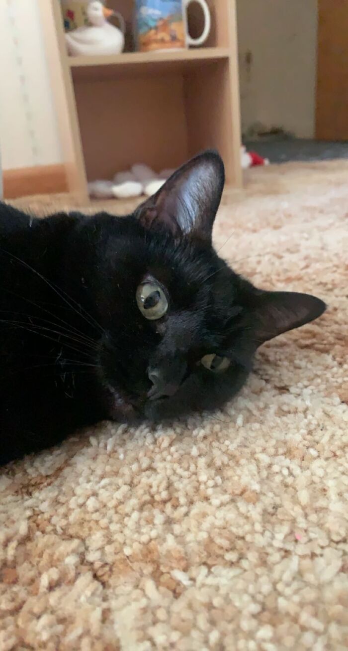 Hello From Chocolate