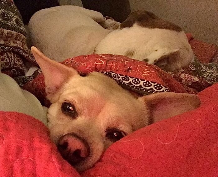 A Two-For-One... Piepie, With Her Bff Daisy Close Behind Her.