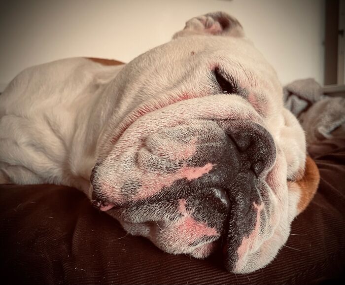 Dungus Having A Wee Check What I’m Doing Before Continuing To Sleep.