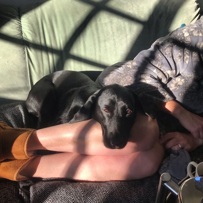 My Lanky Dog Chilling Out On A Sunday Morning!