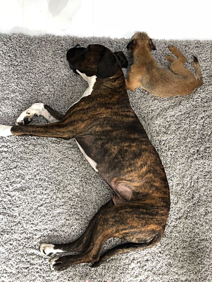 Big Geordie (Half Boxer, Half Mastiff) With His Bossy Little Brother Arnie, Border Terrier.