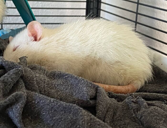 Sleep Champ Ada, My Snoring Rat