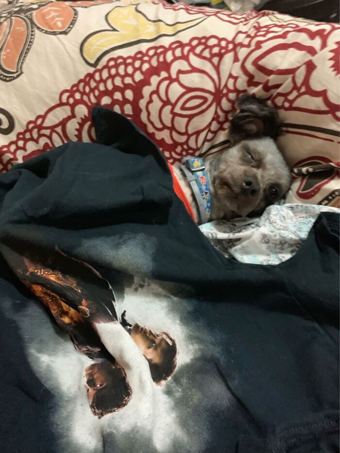 Whether He’s Really Asleep Or Not Is Debatable 😂