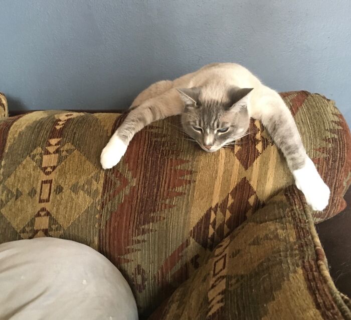 Just About Comfortable Enough For A Cat Nap...