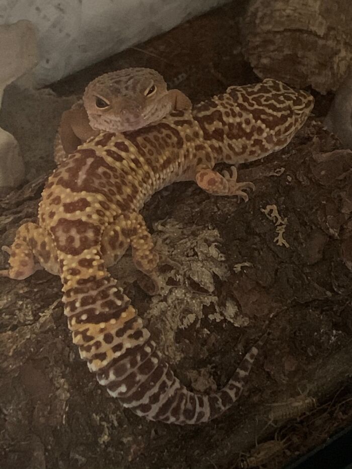 One On The Bottom Is Asleep