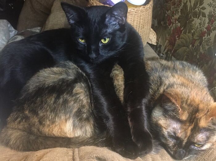 My Babies Hanging Out Together