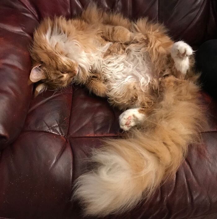 This Is My Maine Coon Q. He’s Named After Brian Quinn From Impractical Jokers And He’s Awesome!