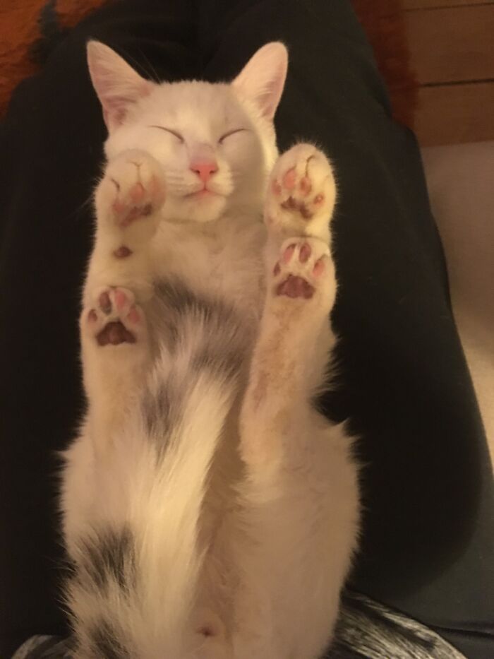 Beans, Beans, Beans !