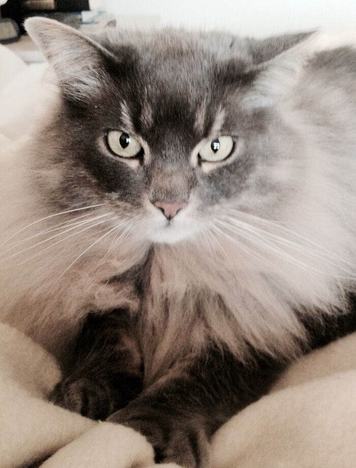 Dear, Departed Catkins