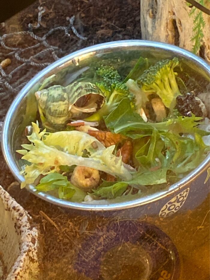 My Hermit Crab In Her Food Bowl