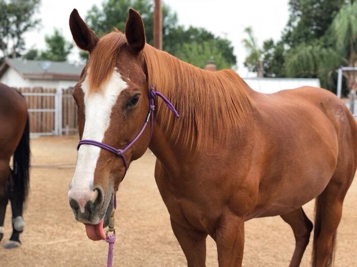 Our Sweet Ginger. She Was Skin And Bones When We Got Her. Now She’s Such A Love!