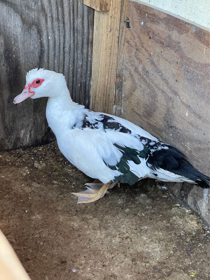 My Rescue Moscovy Named Olivia.