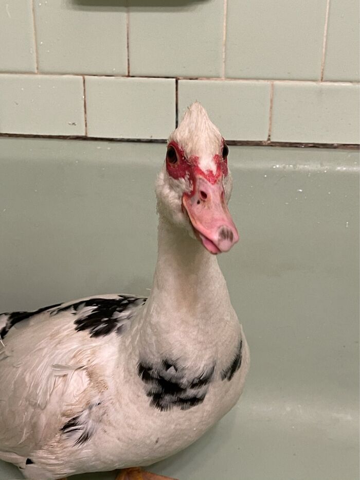 Olivia With Her Crooked Beak.