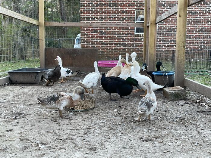 All Of My Ducks. There Are 13 In The Picture