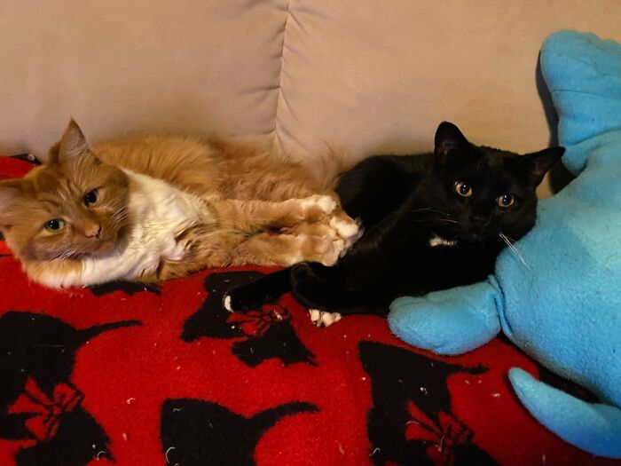 Teddy (Left) And Alice Roosevelt