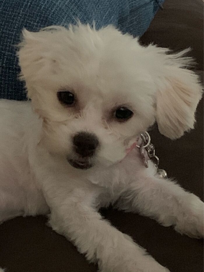 My First Haircut! I’m Adorable & It Only Took 1 Month To Train Mommy