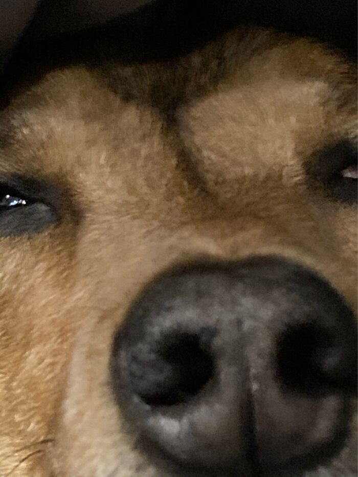 A Weird Picture Of My Dog