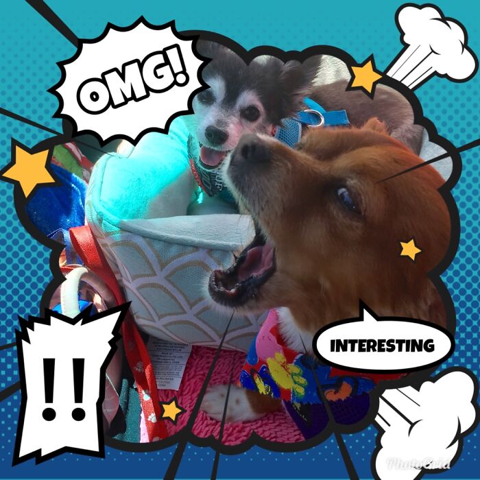 My Two Rescue Pups :-)