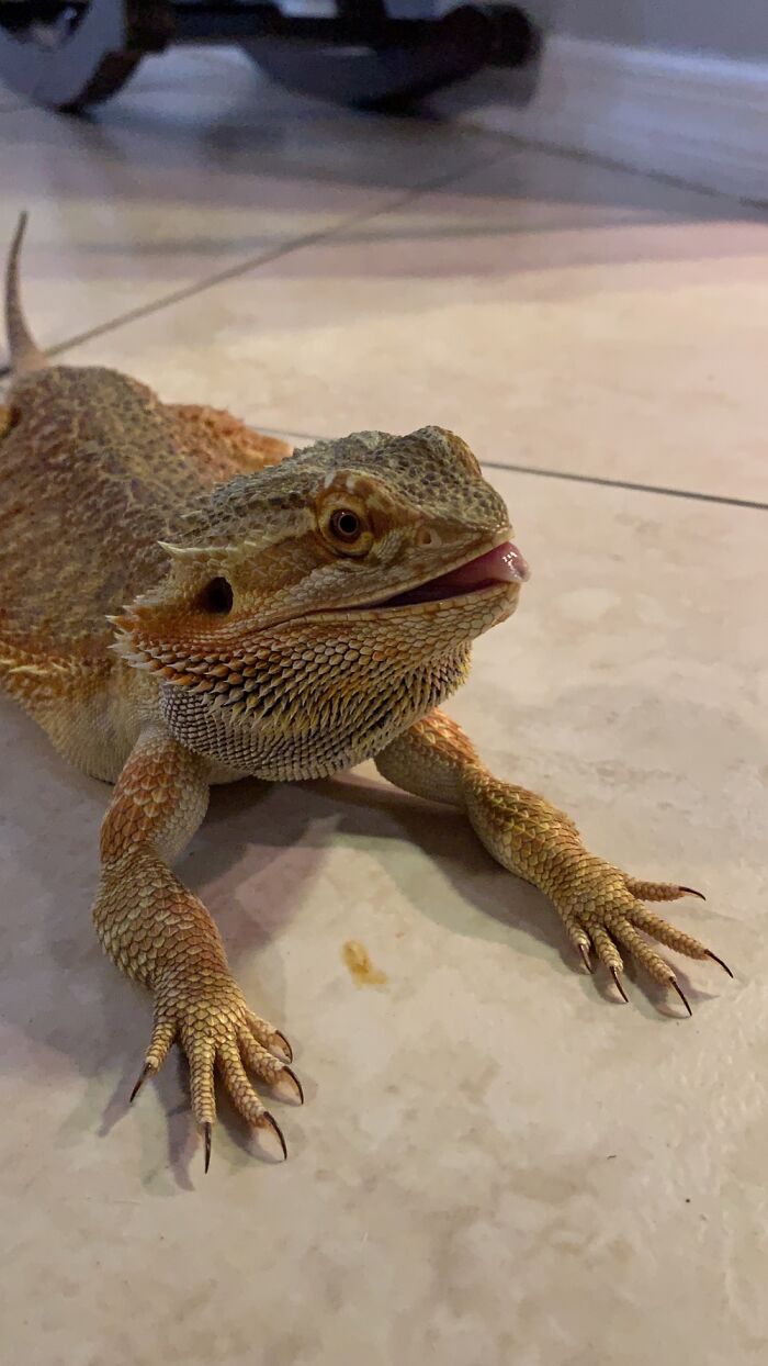 This Is Deejay(F) Idk Of This Counts But My Friend Couldn’t Take Care Of Her And We Took Her In