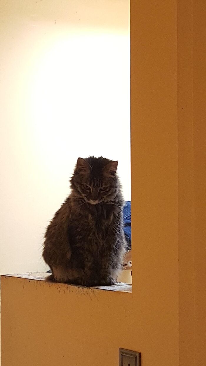 This Is Ripley. Rescued As A Feral Bottle Baby. She’s Almost 14 Years Old And This Is Her Rbf.