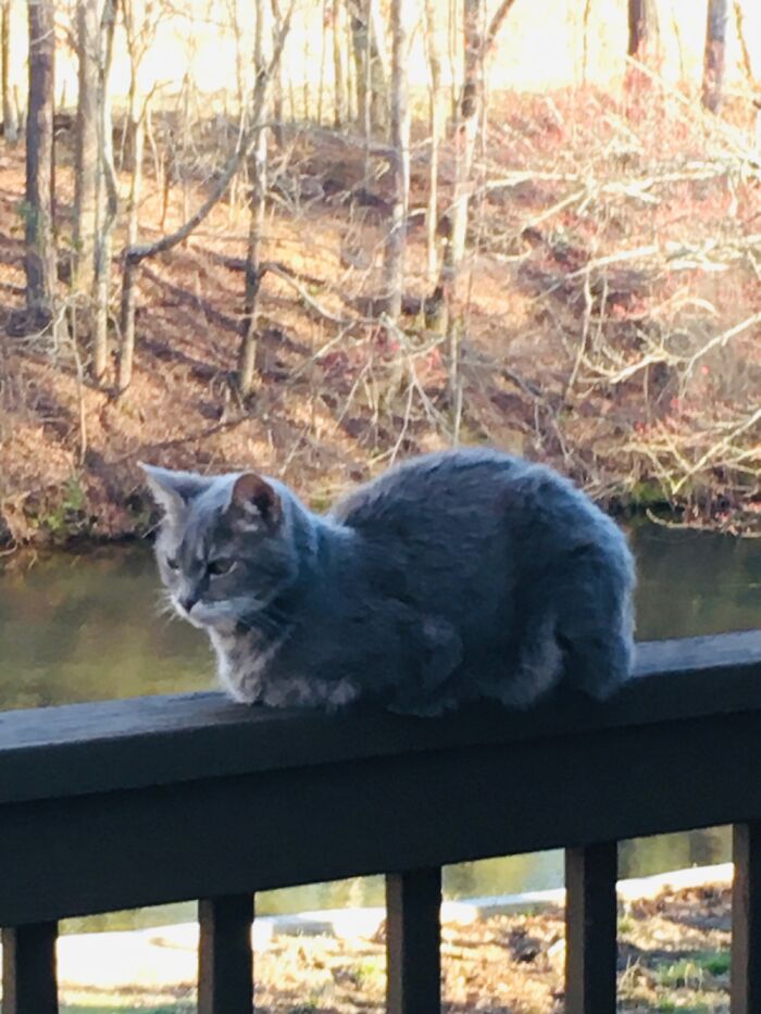 Living Her Best Life Lakeside 😸😺