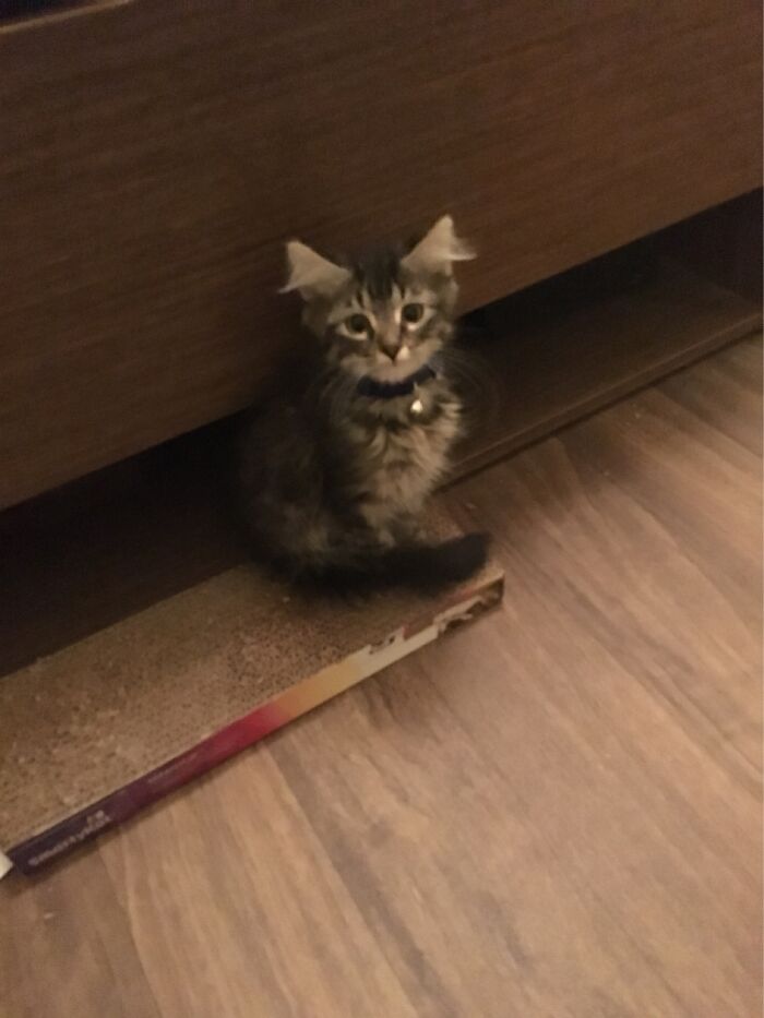 This Is Rick Arville. He Was Found On Arville Street 3 Years Ago. He Is A Big Ole Fluff Now.