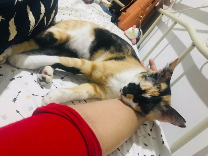 Paulina - From Telenovela La Usurpadora-