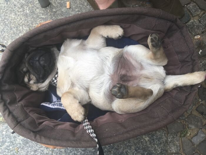 Gordon The Pug, 14 Weeks Old. Can Fall Asleep Everywhere And Still Does