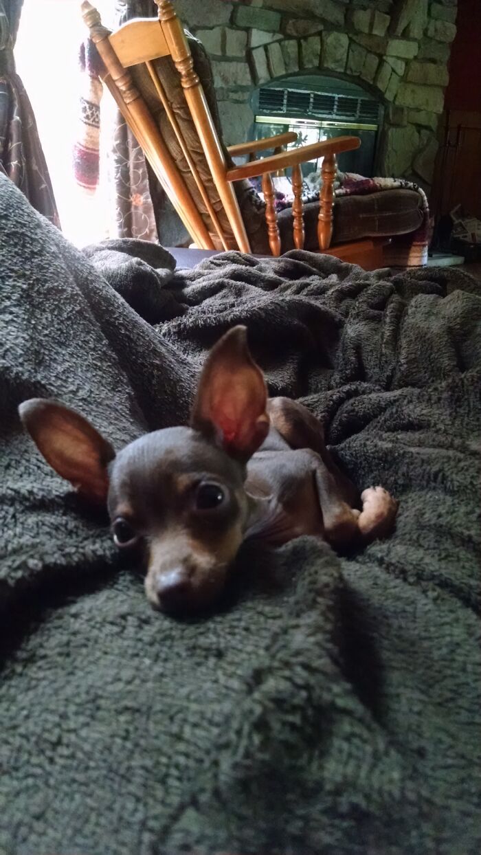 My Miniature Pinscher Daisy. 💛🌼 She’s Still Pretty Tiny Too, Only 4lbs.