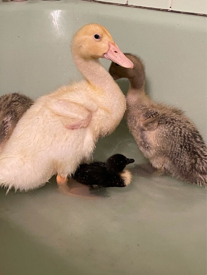 My Ducklings. Big Ones Are Three Weeks. Black One Is One Week.