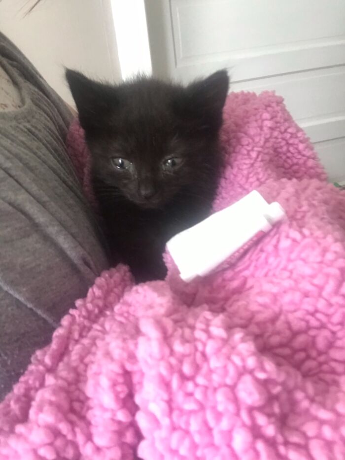 Little Shadow A Few Weeks Old