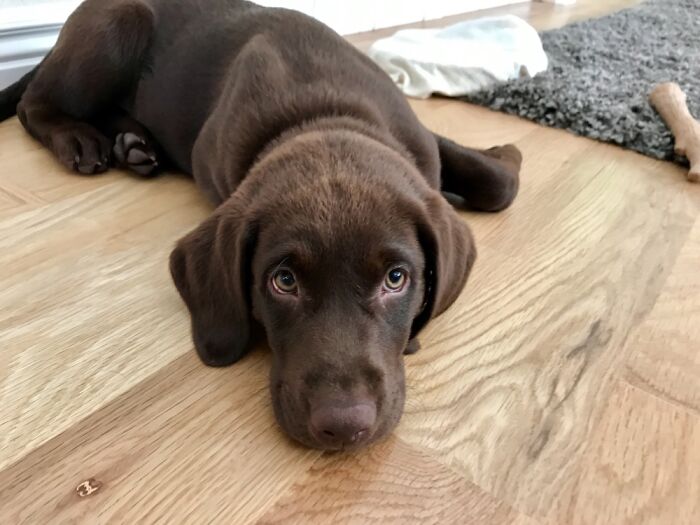 Cooper The Chocolate Lab Pup