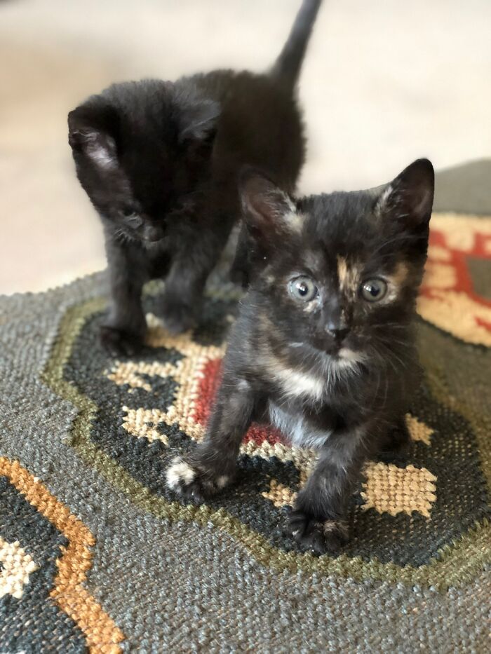 Kali & Nyxi Around 3 Weeks Old