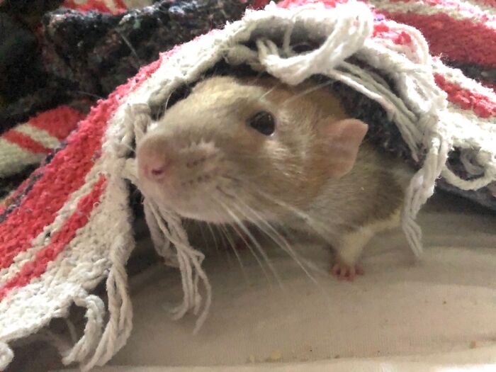 Race.....he’s Very Fast! And Adorable!