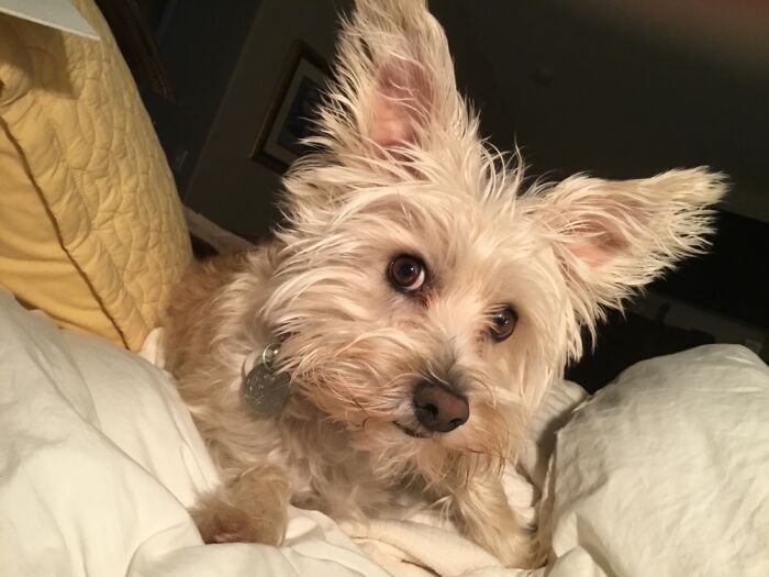 This Is Our Adopted Dog, Hailey. She Is 40% Blue Heeler And The Smartest Dog We Have Ever Had !