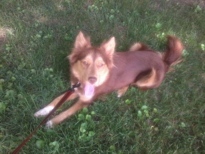 First Day Home From A Kill Shelter