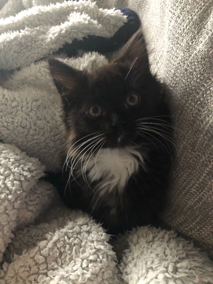 Albus At 10 Weeks When We First Got Him