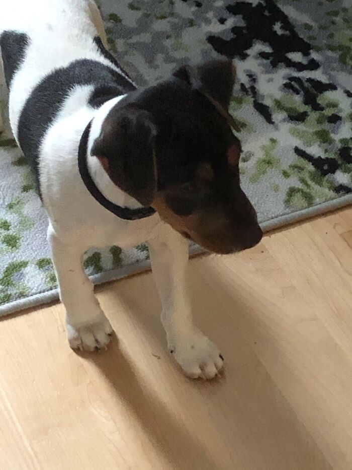 Meet Milo, Brasilian Terrier (Or Fox Paulistinha). He Was About 3mo In This Pic From Last Nov.