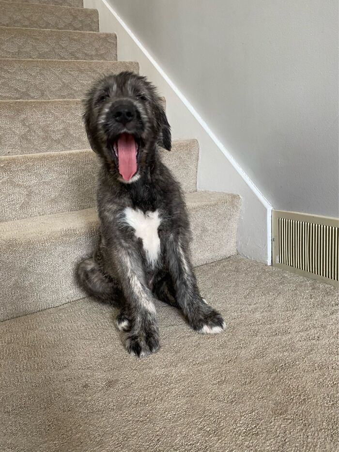 A Very Tired 9 Week Irish Wolfhound