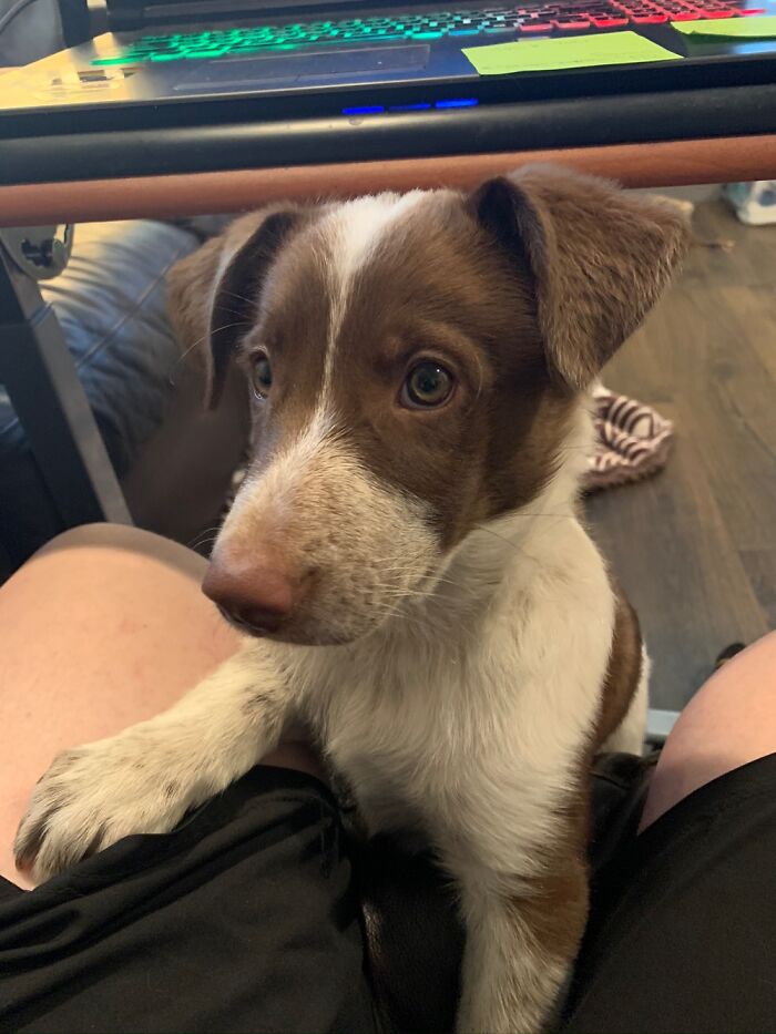 My Puppy Around 10 Weeks Old.